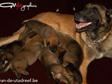 pups-3w1