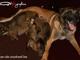 pups-3w2