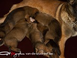 pups-3w4