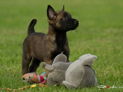 Puppies ferco - Krinka van de Utadreef 6 weeks