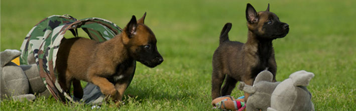 Mechelse Herder pups - Malinois puppies